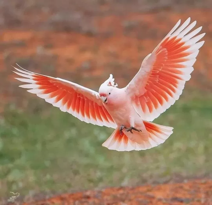 10 Most Beautiful Birds in the World