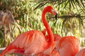 Flamingo birds