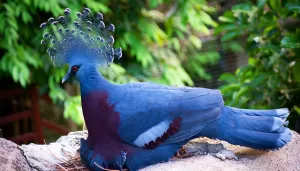 Victoria Crowned Pigeon