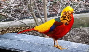 Golden Pheasant birds
