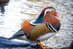 Mandarin Duck