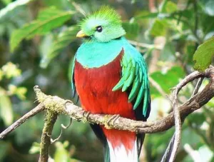  Quetzal