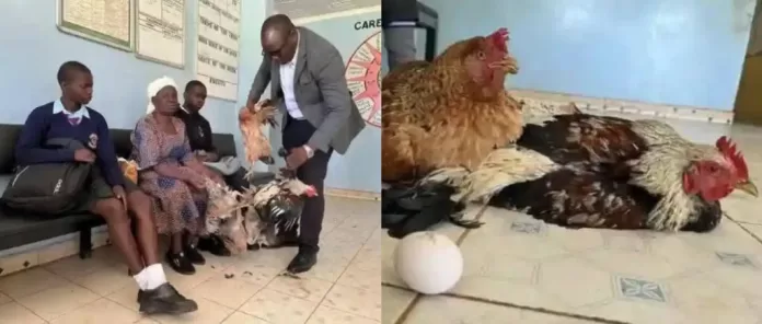 Grandmother Brings 6 Chickens To Pay Grandchildren’s School Fees After They’re Sent Home