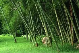 FG begins bamboo factory in Kogi, plans seven more across Nigeria