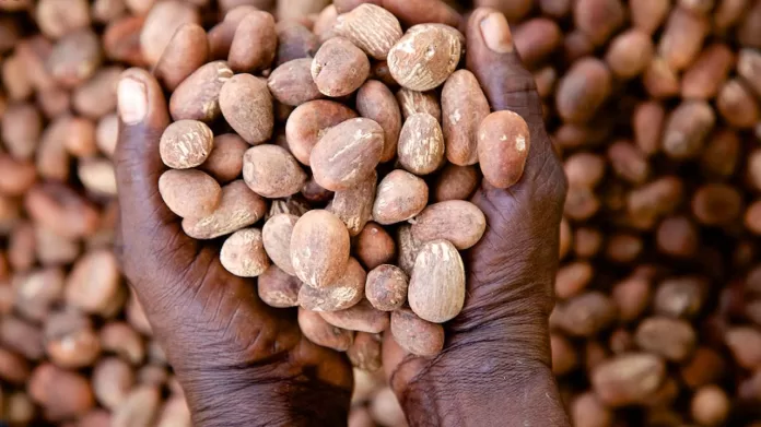 President Tinubu Orders Immediate Ban Of Raw Shea Nut Export