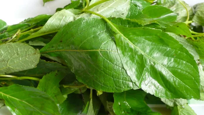 six plants that repel mosquitoes