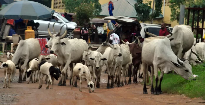 unnamed-413 FG bans open grazing, to adopt modern ranching systems