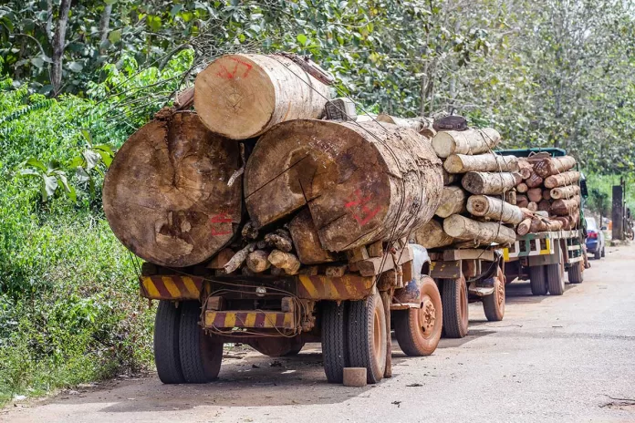 Nigerias-deforestation FG slams total ban on wood export, revokes all existing licenses
